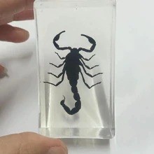 free shipping Handmade Cool Black Color Scorpion in lucid acrylic real scorpion Specimen Taxidermy