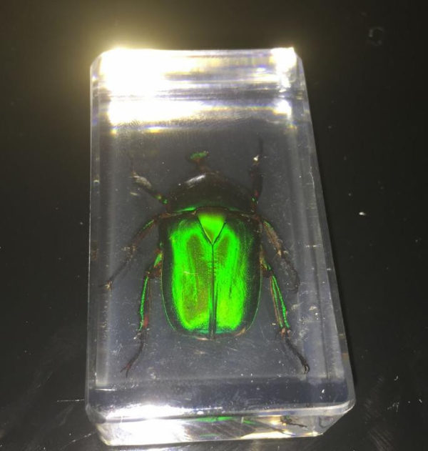 free shipping Handmade Scarab beetle green back real in acrylic Specimen Taxidermy