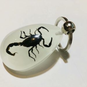 free shipping yqtdmy 15 pcs Insect Taxidermy Bug Key Ring Gift Keychain Ring