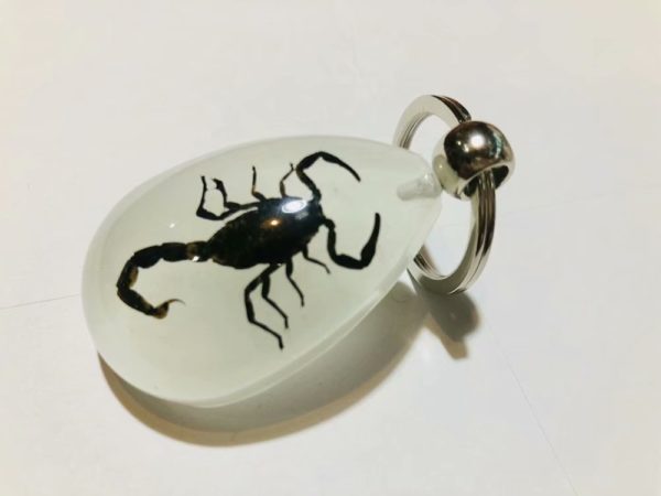 free shipping yqtdmy 15 pcs Insect Taxidermy Bug Key Ring Gift Keychain Ring